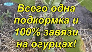 Простая подкормка, от которой завязались все до единого огурчика! [100%]