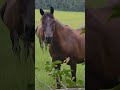They want to introduce they self. Meet Thunder and Honey. They enjoy grazing and zoomies at night.
