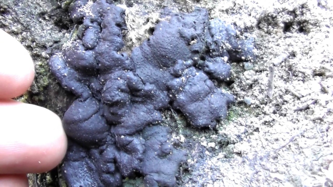 Kretzschmaria deusta, commonly known as brittle cinder, is a fungus and