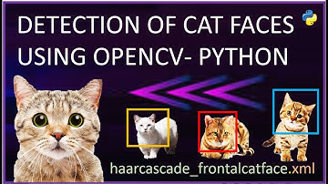 Cat Face Detection using OpenCV Python | LIVE Detection | Facial Recognition in Images & Video Clips