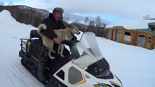 Посмотрите какой интеллект у собаки: может и на лодке и на снегоходе