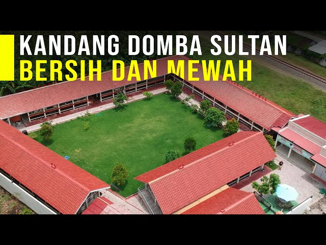 Kandang Kambing Sultan Mewah Dan Bersih Impian Para Peternak class=