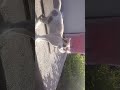 drugs cat