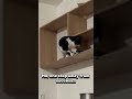 Cats: Act 2 #FunnyCats #CatComedy #EpicCats #CuteAndFunny #CatShow #CatVideo
