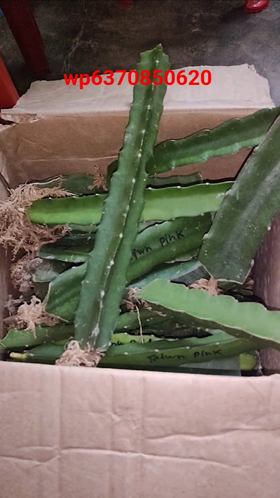 wp6370850620 contact for dragon fruit plant #shorts #viralvideo #dragonfruitplant #subscribe