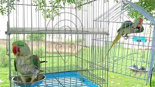 Funny Harkate Karte Huye Talking Me Inka Koi Jawab Nhi Talking Parrots