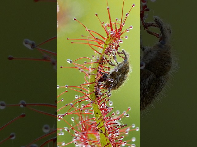 This Carnivorous Plant Can Dissolve Its Meals on the Spot | #DeepLook #Shorts