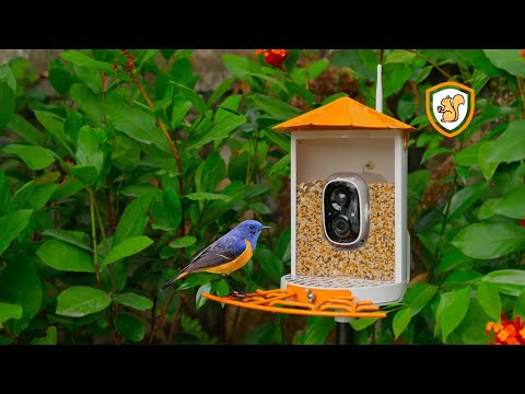 Birdkiss launches crowdfunding campaign for the S1--a full-metal smart feeder for bird lovers