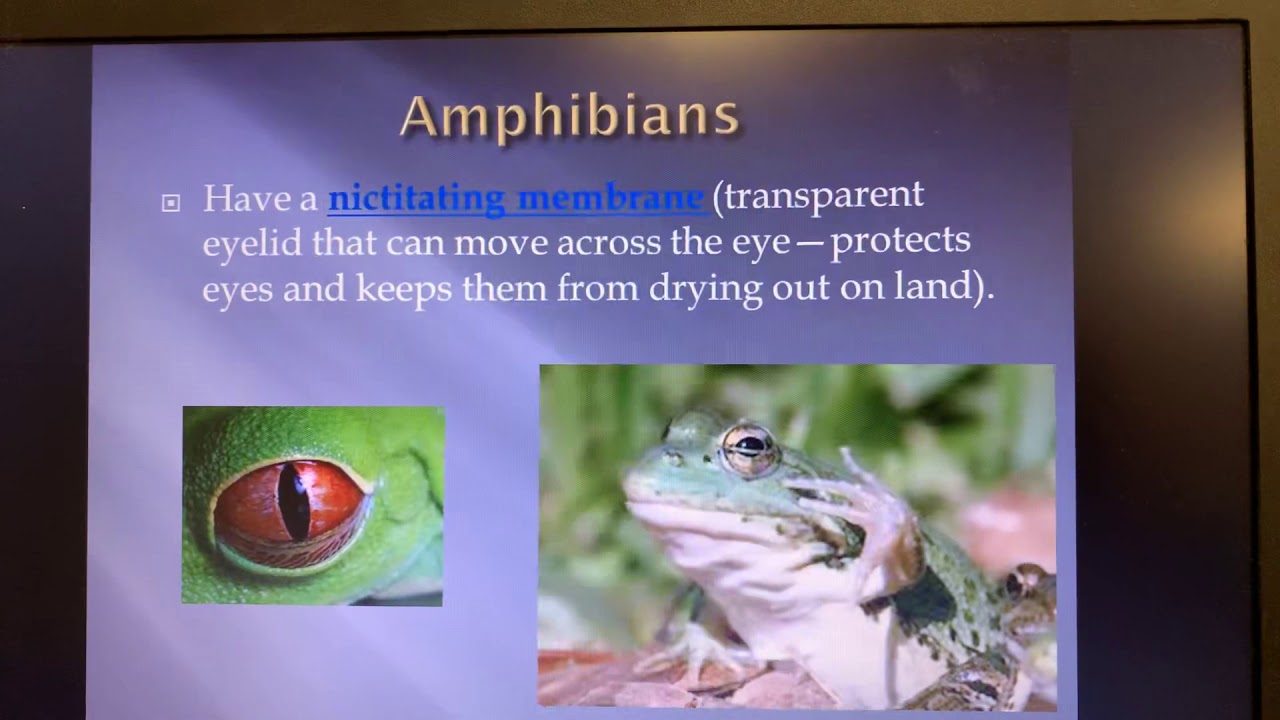 Biology lesson on amphibians