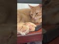 Рекс #cat #catvideos #catshorts  #shortvideo #милота #веселыекоты #кот