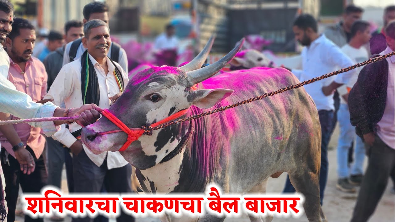 शनिवारचा चाकणचा बैल बाजार,,दि-‌14/02/2026…Chakan Bail Bajar..Bail Bazar chakan..#Chakan