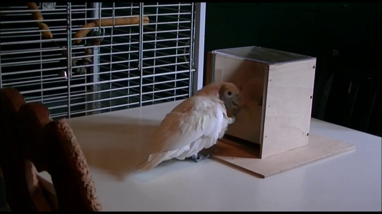 Goffin's cockatoos' insertion techniques in keyset A. YouTube