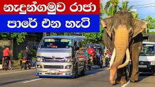 Picture.lk TV : Nadungamuwa Raja - නැදුන්ගමුවේ රාඡා - Biggest Docile Elephant in the Asia