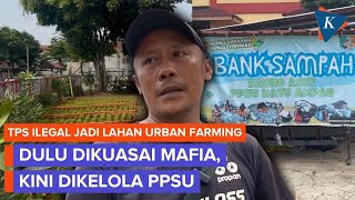 PPSU Sulap TPS Ilegal yang Dikuasai Mafia Jadi Urban Farming, Hasil Panen untuk Warga