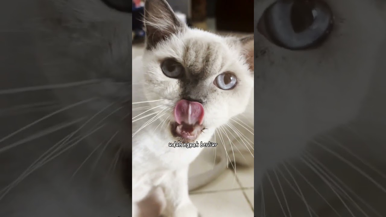 Kucing kalian ada yang EGC nggak sih?