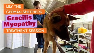 Holistic Treatment Appointment for Gracilis Myopathy | Lily the German Shepherd