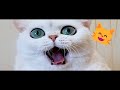 Funny cats, dogs and other animals || Video cuts with cute moments #4