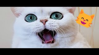 Funny cats, dogs and other animals || Video cuts with cute moments #4