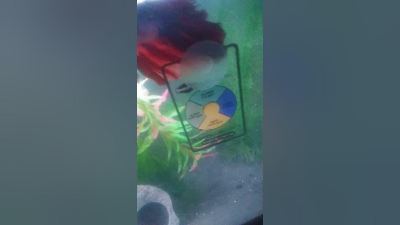 fish-hanging-out-at-top-of-tank-youtube