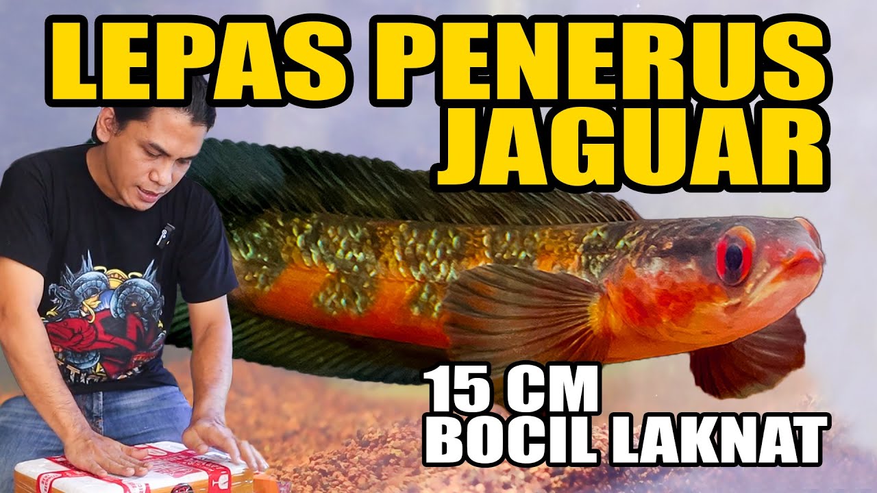 PENERUS JAGUAR RED MARU 15 CM