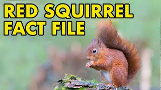 Red Squirrel: Fact File (British Wildlife Facts)