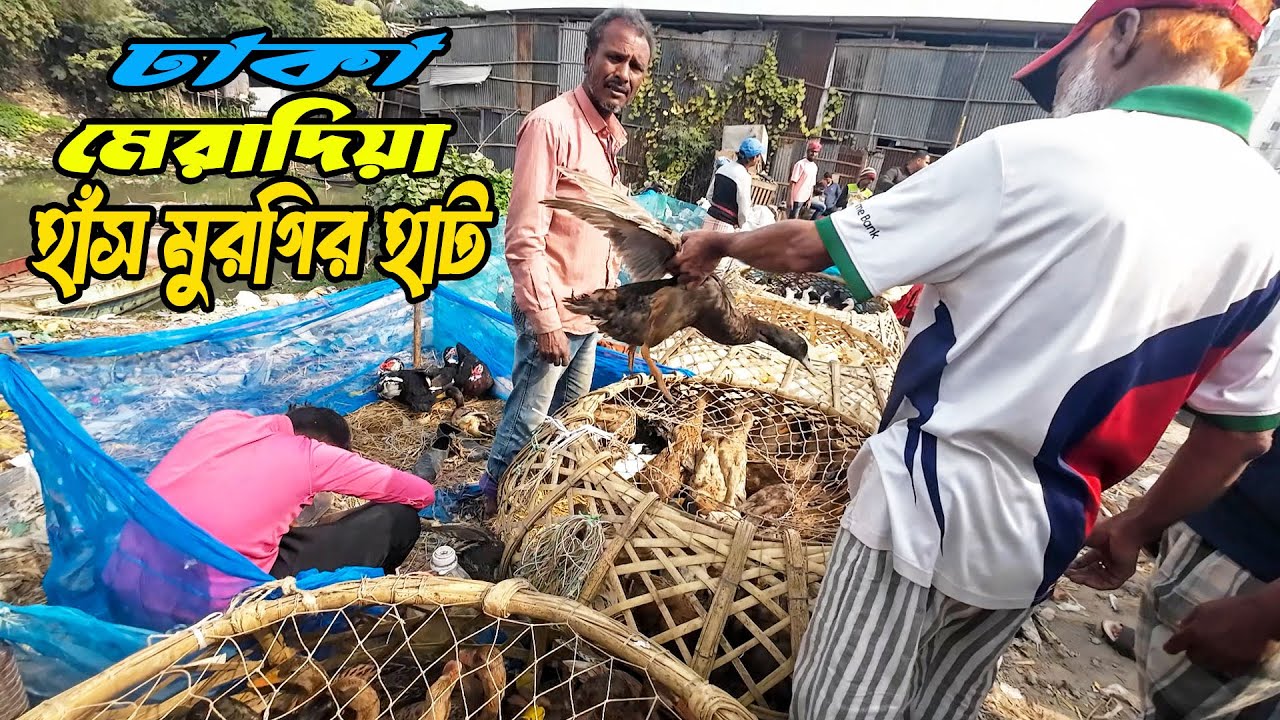 শীতে মেরাদিয়া হাটে হাঁস-মুরগি: দাম কি কমছে নাকি বাড়ছে? | @VillagePoultryUpdate