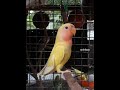 ഞങ്ങളുടെ പുതിയ African lovebird | techNpets|