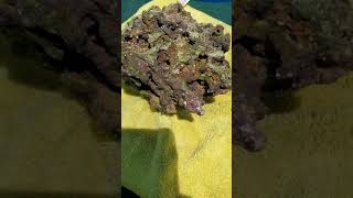 Download Lagu Fire Worm and Bristle Worm removal in my Reef Tank MP3