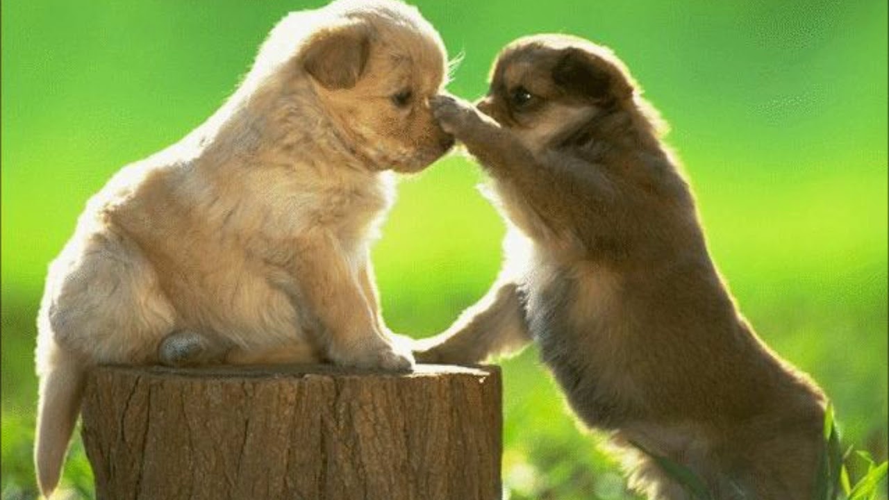 Не вешай нос картинки для поднятия настроения с надписями