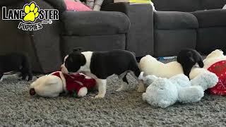 Lively Boston Terrier Puppies