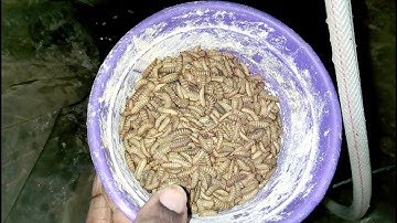 Profitable catfish farming, with d use of black soldier fly larvae in Nigeria to reduce cost by 50%