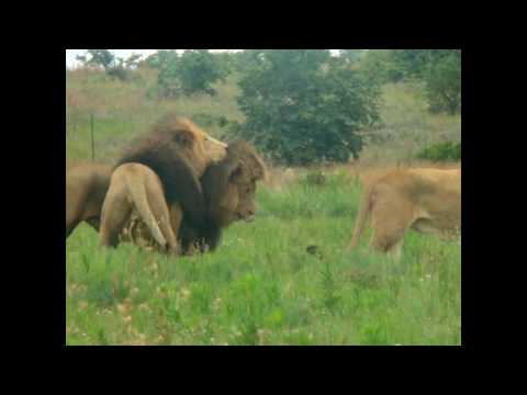 Video: Ontario'da Afrika Aslanı Safari