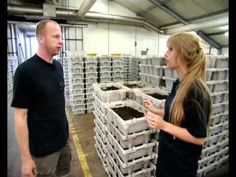 Biodone export in wormen - YouTube