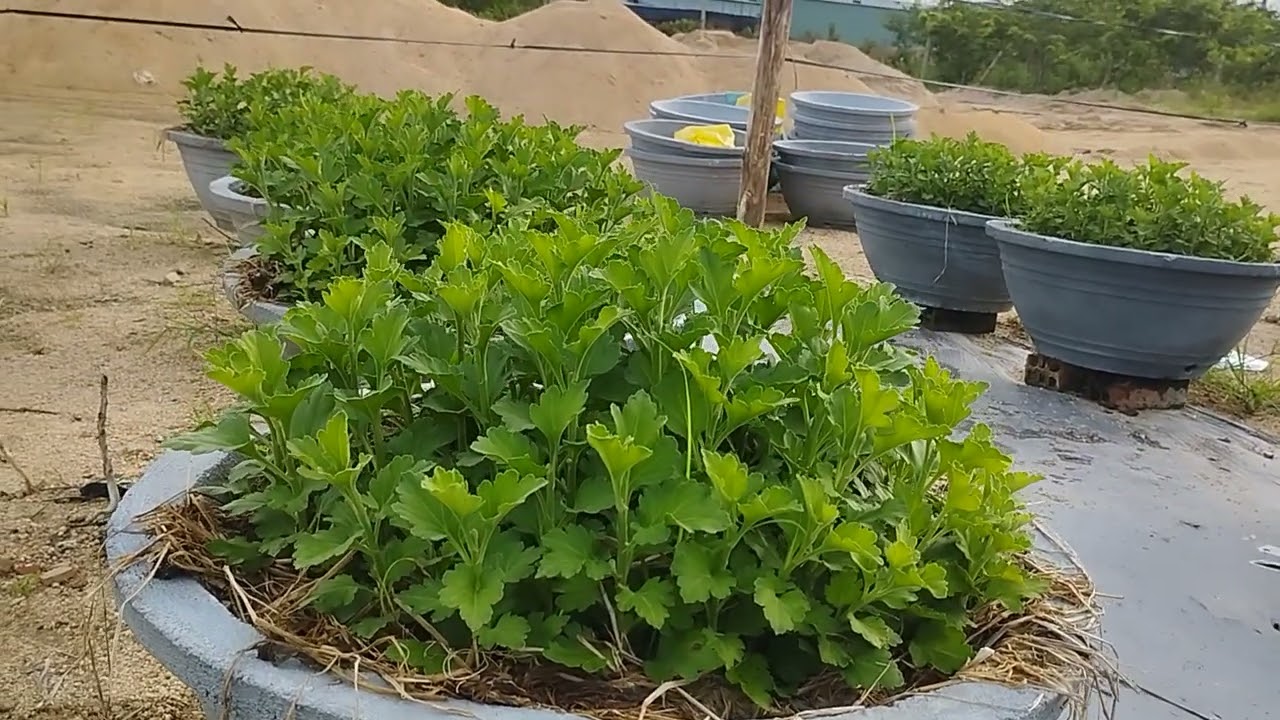 thời điểm bấm ngọn  làn 1hoa cúc tết!2026