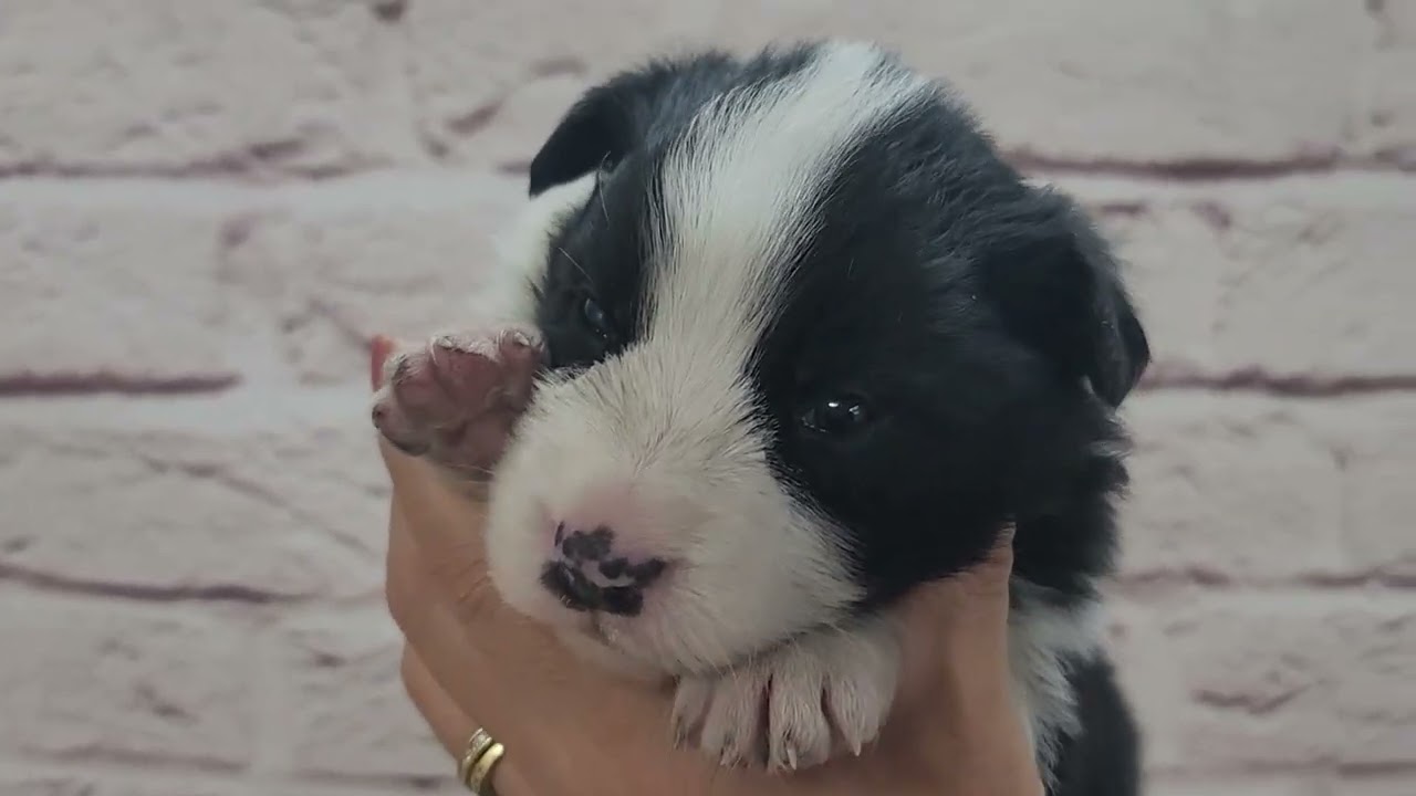 ボーダーコリー ♂A 251021生 251111撮影 - YouTube