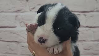 ボーダーコリー ♂A 251021生 251111撮影 - YouTube