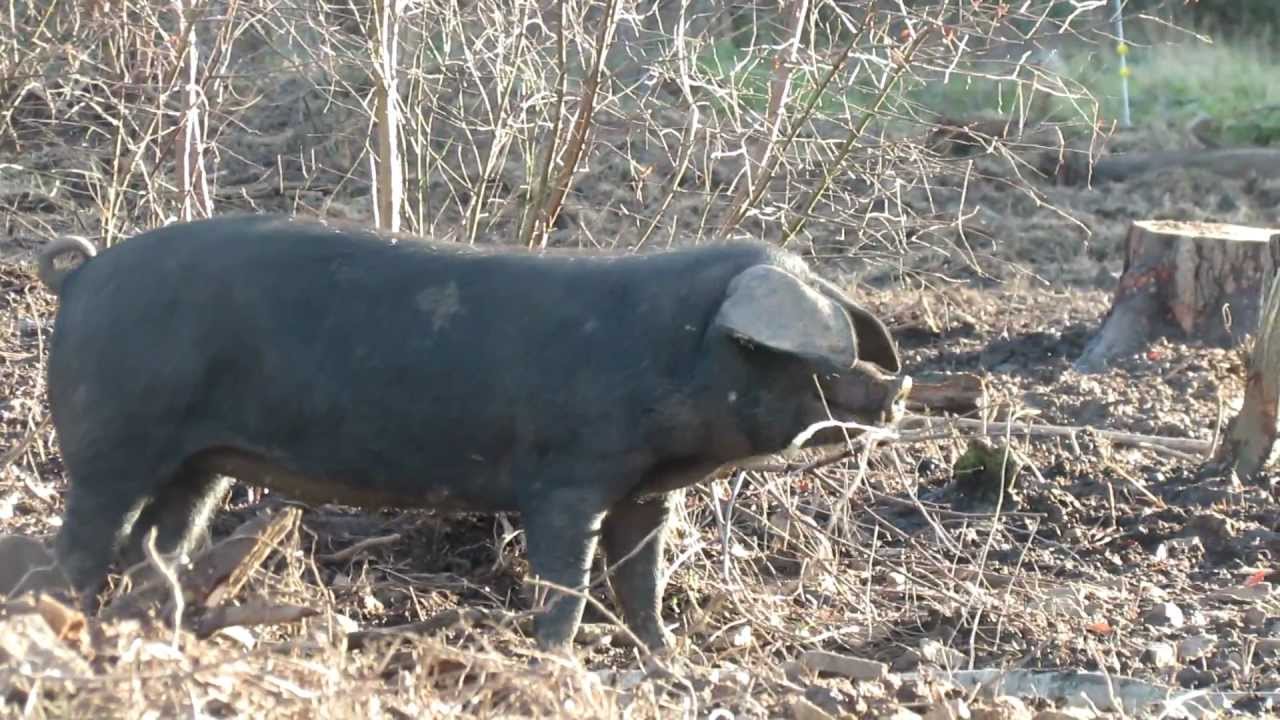 Free Range Woodland Pigs - YouTube