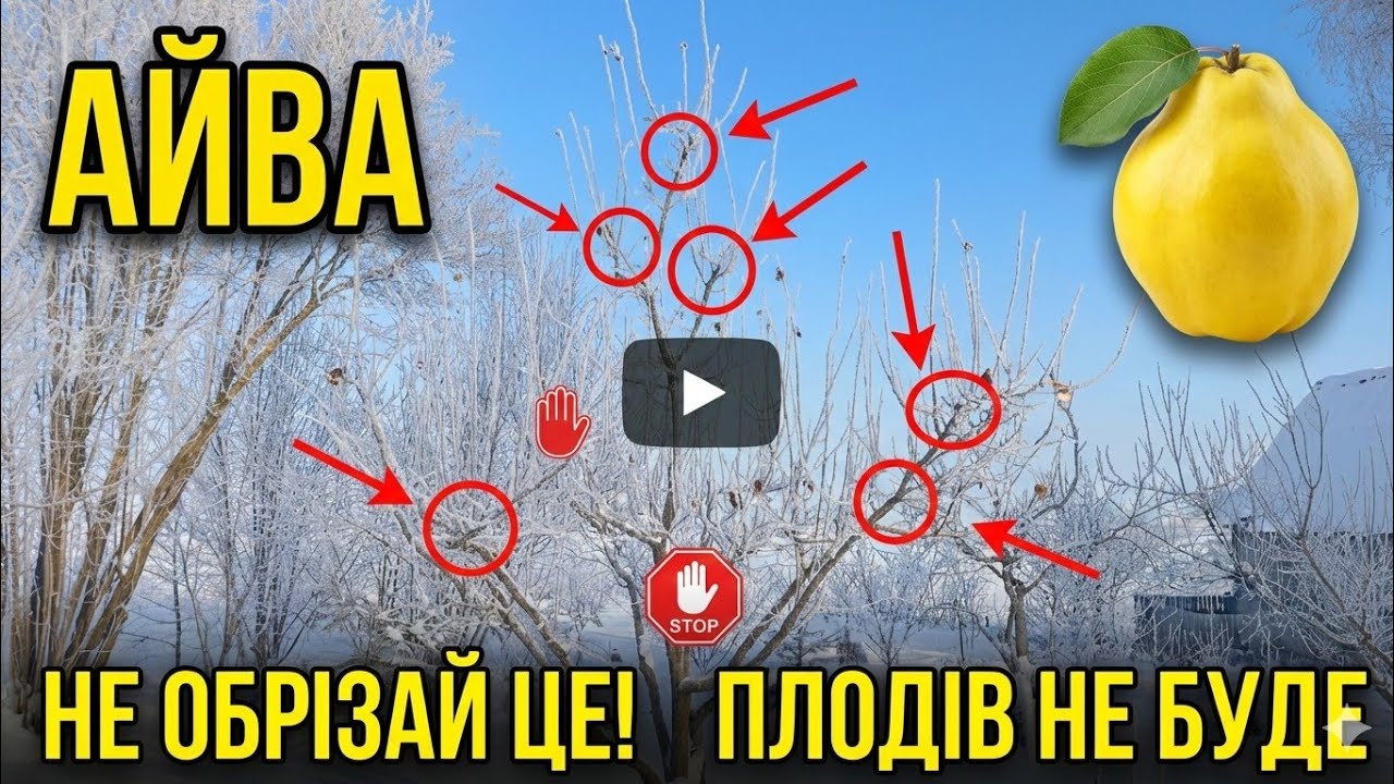  Обрізки Айви ✂️ Обріжете ЦЕ — плодів не буде! ❌🍎