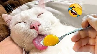 Real Funny Cats video part 03 #cat #funnycats