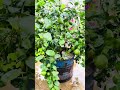 ছাদ মানেই কাজ #gardening #greenlove #fruitgarden #greenrooftop #vegetables