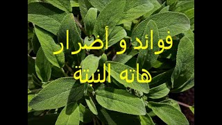 ما لا تعرفونه عن هاته النبتة