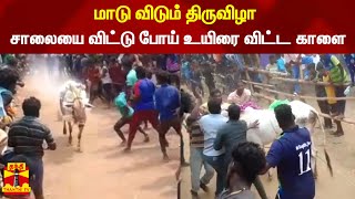 Cow-Running Festival - A bull that left the road and died