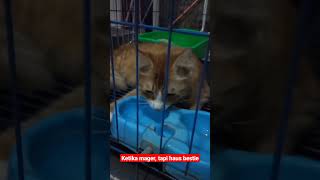Kucing Mager Tapi Haus Kucing Mager Tapi Haus