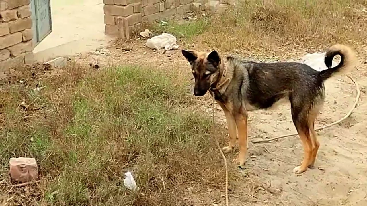Training Of German Shepherd How To Catch Tha Ball|