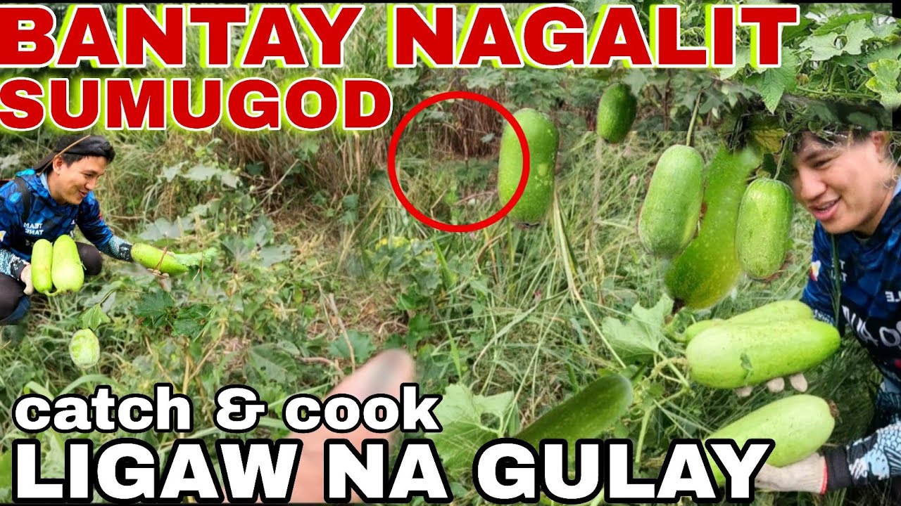 Nagalit ang BANTAY SA LIGAW na GULAY habang Namimitas kami DAMING BUNGA