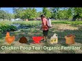 Chicken poop tea  chicken manure fertilizer