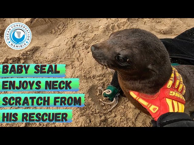 Baby Seal Enjoys Neck Scratch From His Rescuer class=