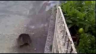 Attack on cat 2012