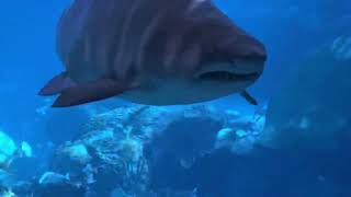 Road Trip From Nyc To Canada Toronto