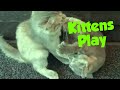 Kucing Comel Lucu Bermain | Watching Cat, Kitten Play in front of Resort House | Playful Cat